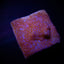Montipora spp. (Encrusting) (Red polyp)