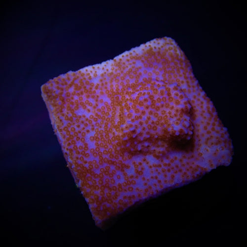 Montipora spp. (Encrusting) (Red polyp)