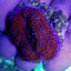 Montipora spp. (Encrusting) (Red polyp)