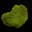 Montipora spp. (Laminar) (Green)