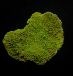 Montipora spp. (Laminar) (Green)