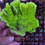 Montipora spp. (Laminar) (Green)