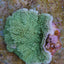 Montipora spp. (Laminar) (Green)
