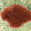 Montipora spp. (Laminar) (Orange-Red)