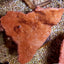 Montipora spp. (Laminar) (Orange-Red)