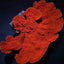 Montipora spp. (Laminar) (Orange-Red)