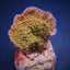 Montipora spp. (Laminar) (Pink Edge)