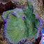Montipora spp. (Laminar) (Pink Edge)