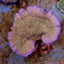 Montipora spp. (Laminar) (Pink Edge)
