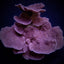 Montipora spp. (Laminar) (Purple-Blue)