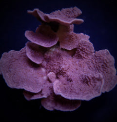 Montipora spp. (Laminar) (Purple-Blue)