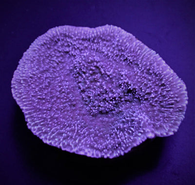Montipora spp. (Laminar) (Purple-Blue)