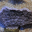 Montipora spp. (Laminar) (Purple-Blue)