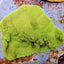 Montipora spp. (Premium)