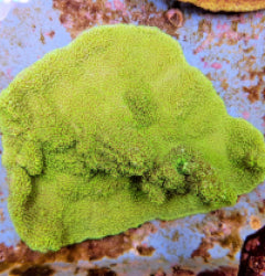 Montipora spp. (Premium)