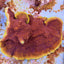 Montipora spp. (Premium)