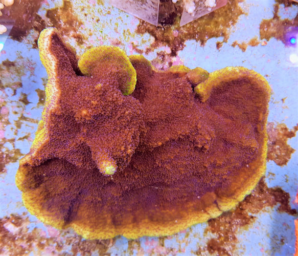 Montipora spp. (Premium)
