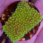 Montipora spp. (Premium)