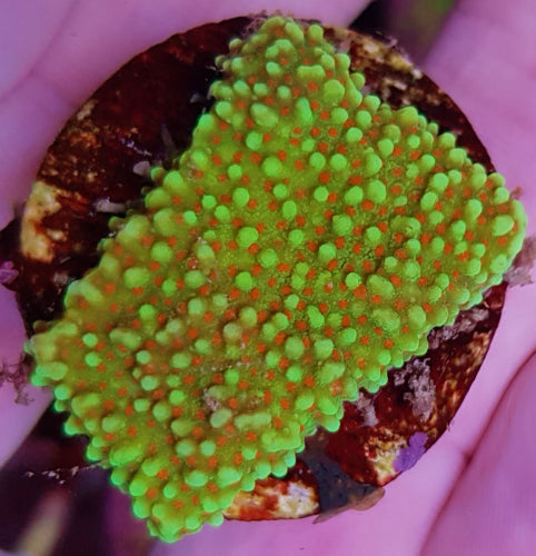 Montipora spp. (Premium)