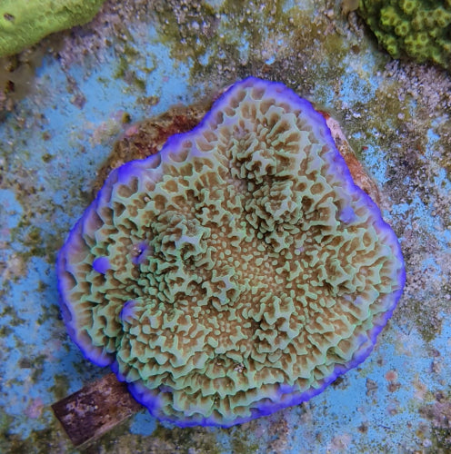 Montipora spp. (Premium)