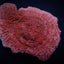 Montipora spp. (Snow Cap)