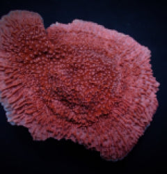 Montipora spp. (Snow Cap)
