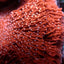 Montipora spp. (Snow Cap)