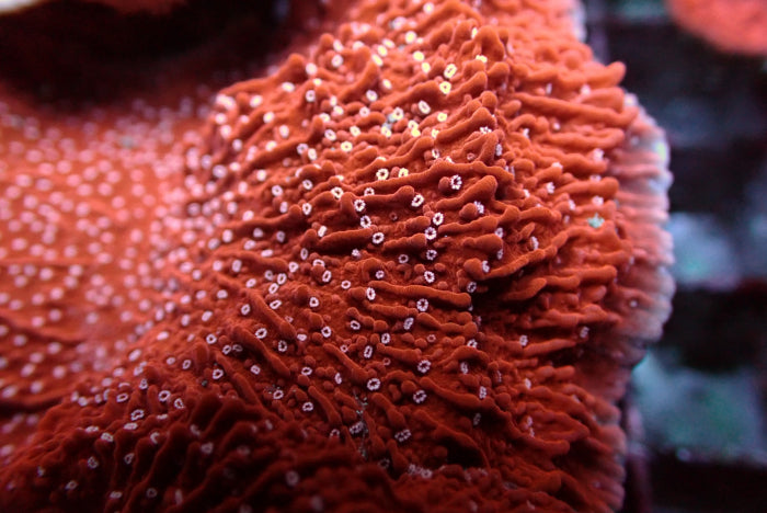 Montipora spp. (Snow Cap)