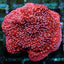 Montipora spp. (Snow Cap)