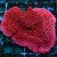 Montipora spp. (Snow Cap)
