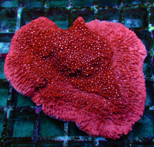 Montipora spp. (Snow Cap)