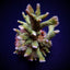 Montipora stellata