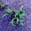 Montipora stellata