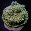 Montipora undata
