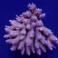 Acropora spp. (Coral Sea) (Common)