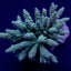 Acropora tenuis (Greenish)