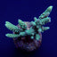 Acropora tenuis (Greenish)