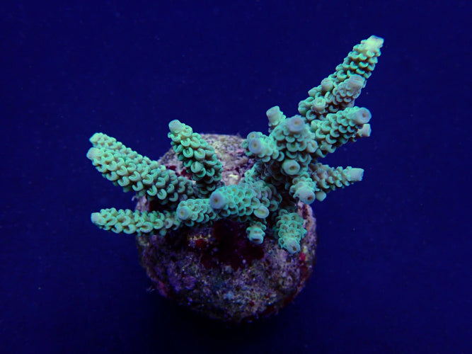 Acropora tenuis (Greenish)