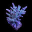 Acropora millepora (Blue)