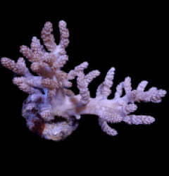 Capnella spp. (frag) NZ