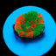 Homophyllia australis (frag)