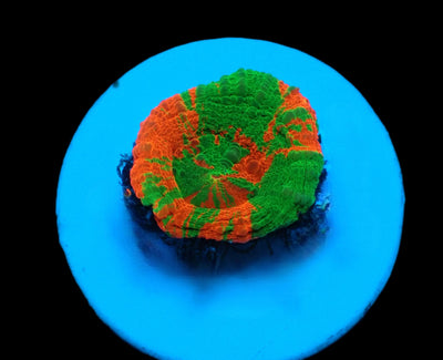 Homophyllia australis (frag)