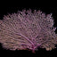 Gorgonia ventalina