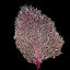 Gorgonia ventalina