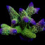Acropora robusta