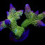 Acropora robusta