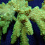 Acropora solitaryensis (Green Hairy Monster)