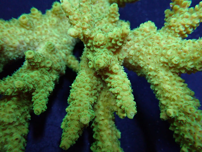 Acropora solitaryensis (Green Hairy Monster)