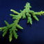 Acropora solitaryensis (Green Hairy Monster)