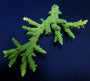 Acropora solitaryensis (Green Hairy Monster)
